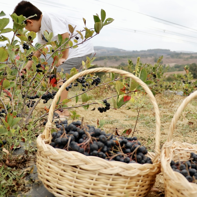 Uzun yıllar süren mide rahatsızlığına iyi gelen aronyanın üreticisi oldu