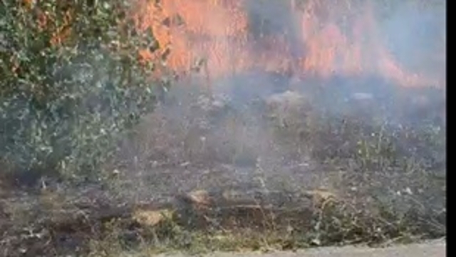 Yol kenarında, ağaçlık alanda çıkan yangın büyümeden söndürüldü
