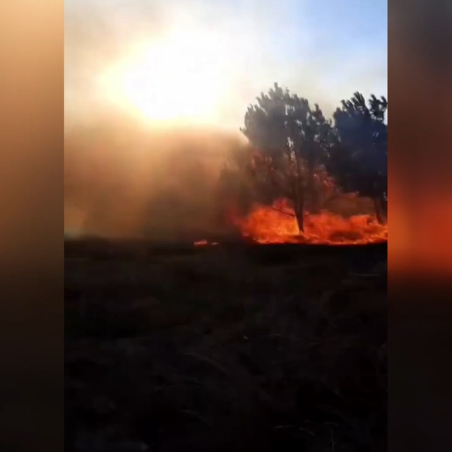 Bursa'da orman yangını