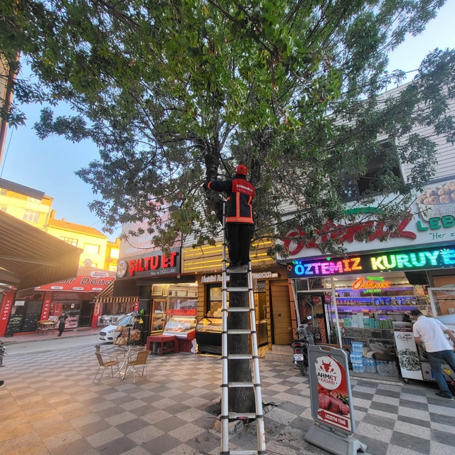 Çorum'da ağaçta mahsur kalan kedi kurtarıldı