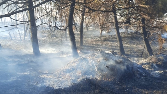 Bursa'da orman yangını (2)