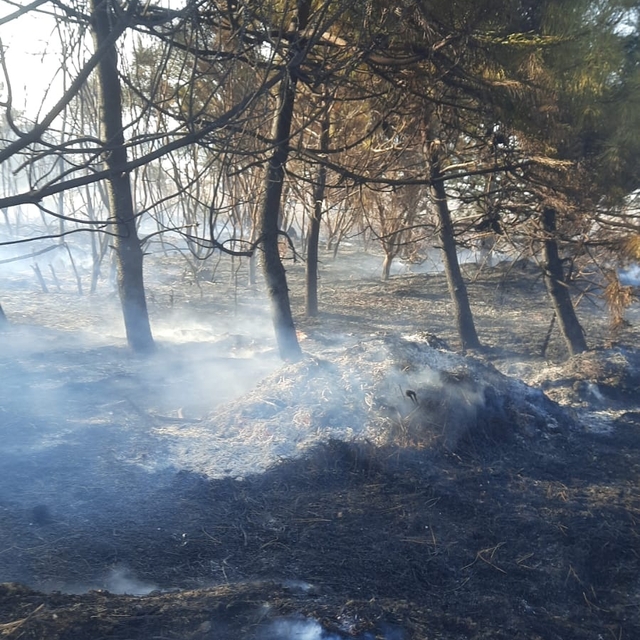 Bursa'da orman yangını (2)