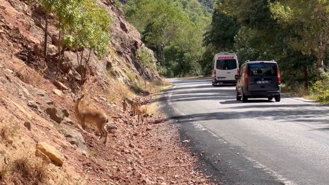Munzur Vadisi'nde araç ve insan baskısı yaban hayatını tehdit ediyor