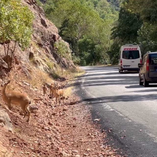Munzur Vadisi'nde araç ve insan baskısı yaban hayatını tehdit ediyor