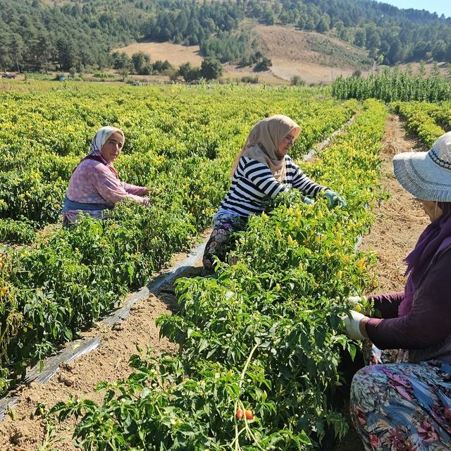 Sındırgı'da biberiye hasadı başladı, fiyatlar üreticiyi sevindirdi