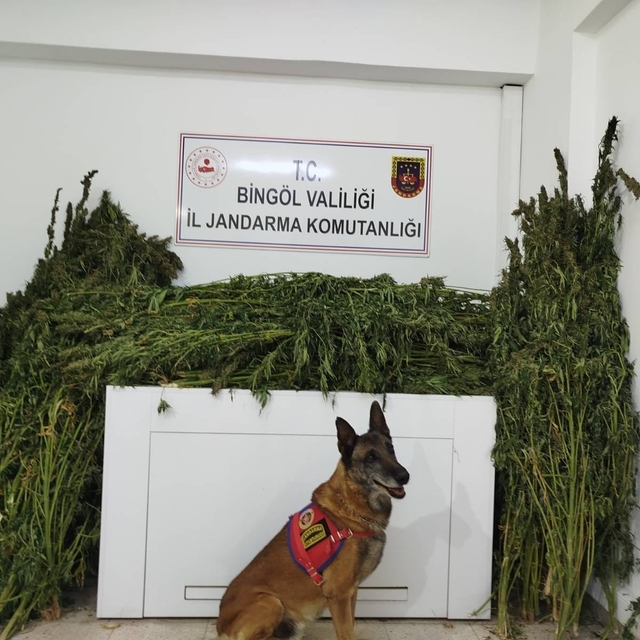 Bingöl'de 91 kilo 250 gram esrar ele geçirildi