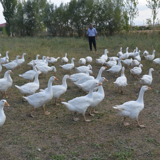 Muş'ta yetiştiricilere 2 bin kaz yavrusu dağıtıldı