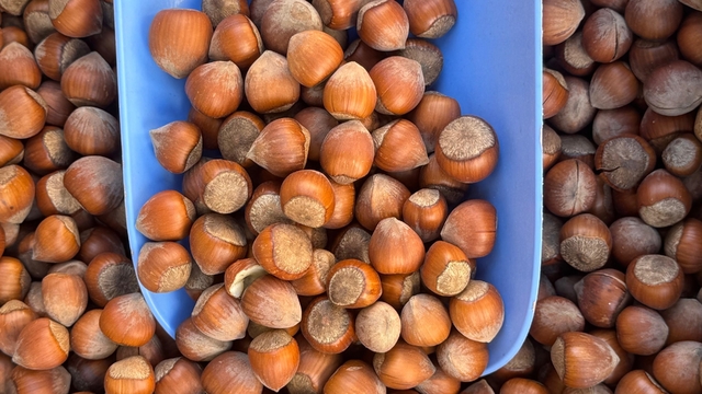 Türk fındığı Japonya, Şili ve Çin'de tanıtılacak