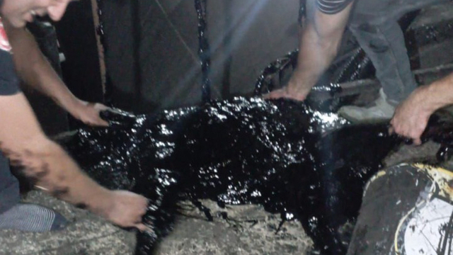 Zift kazanına düşen köpek öldü