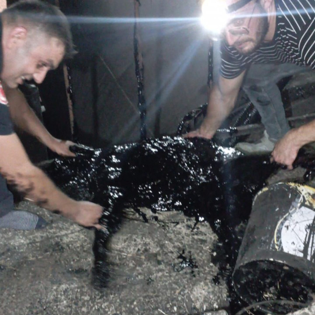 Zift kazanına düşen köpek öldü