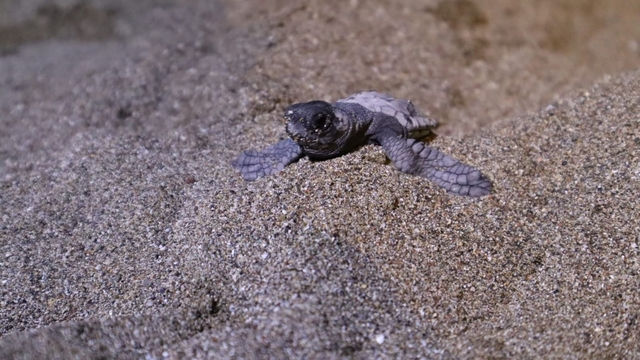 Muğla'da yuvasını gönüllülerin kazdığı ayağı olmayan kaplumbağanın yavruları denizle buluştu