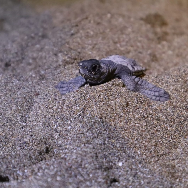 Muğla'da yuvasını gönüllülerin kazdığı ayağı olmayan kaplumbağanın yavrular...