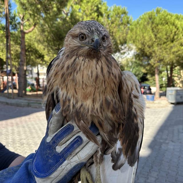 Sinop'ta yaralı halde bulunan kızıl şahin tedavi altına alındı
