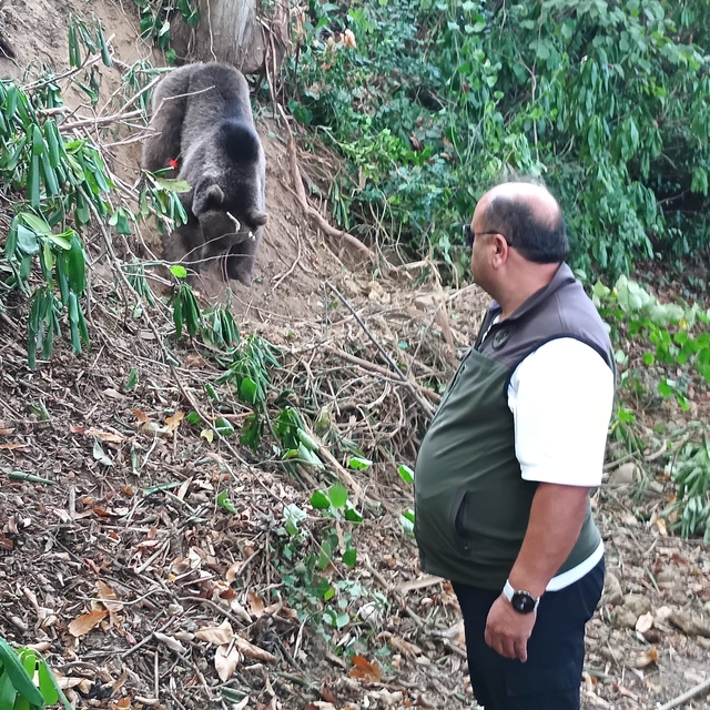 Ormanda tuzağa takılan ayı, iğneyle bayıltılarak kurtarıldı