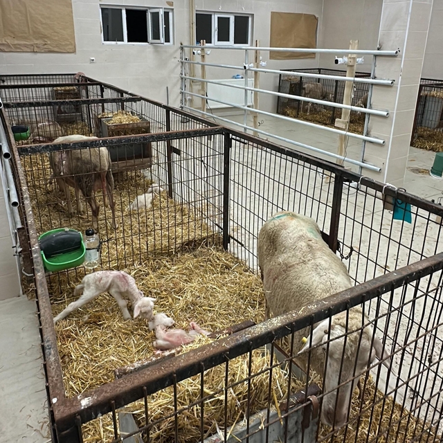 Balıkesir Üniversitesinde koyunlarda sezaryenle canlı doğum oranı artırılıy...