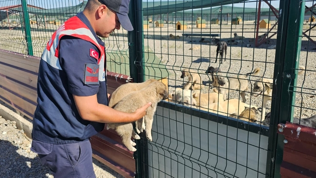 Muş'ta çuval içinde terk edilen 2 köpek yavrusu barınağa alındı