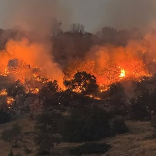 Prof. Dr. Kılıç: Yangınlar, iki önemli kuş göç yolunu olumsuz etkiledi