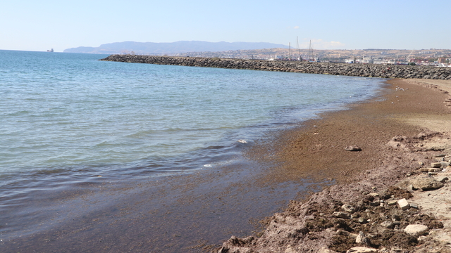 Tekirdağ'da poyraz nedeniyle sahilin bir kısmı kırmızı yosunla kaplandı