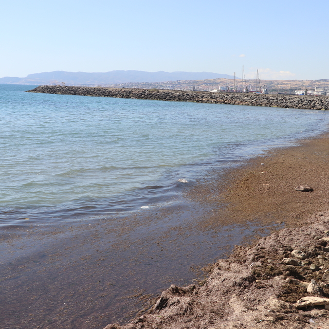Tekirdağ'da poyraz nedeniyle sahilin bir kısmı kırmızı yosunla kaplandı