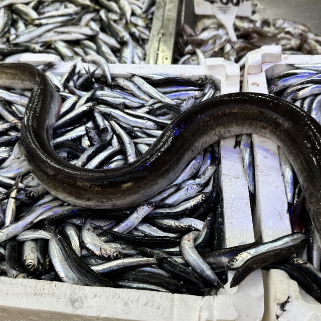 Sinop'ta hamsi avlayan balıkçıların ağına yılan balığı takıldı