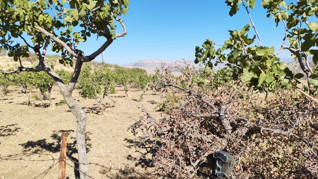 Siirt'te hasat dönemi yaklaşan fıstığın korunması için denetim yapılıyor