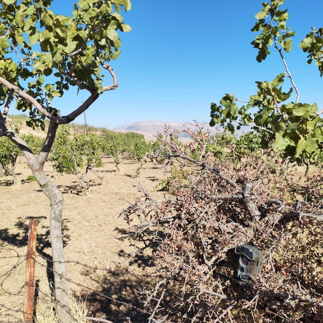 Siirt'te hasat dönemi yaklaşan fıstığın korunması için denetim yapılıyor