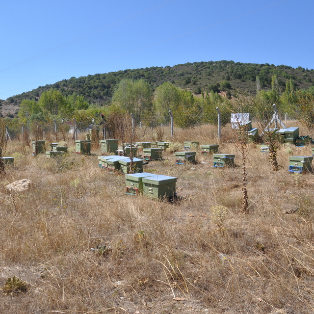 Konya'da engelli kadın devlet desteğiyle arıcılığa başladı