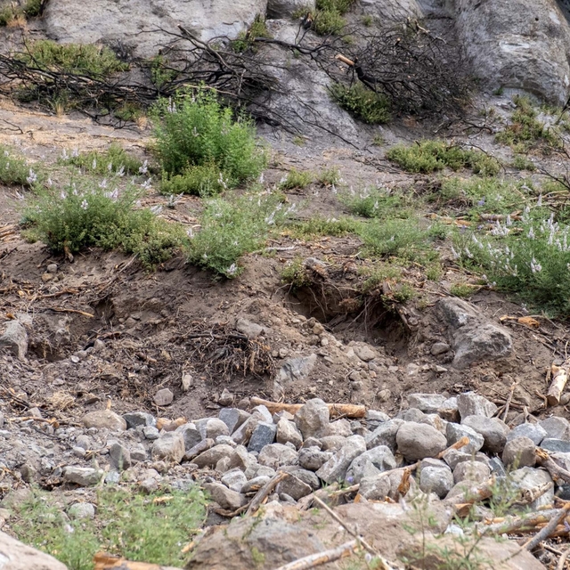 Karşıyaka Yamanlar'da yanan orman yeşeriyor