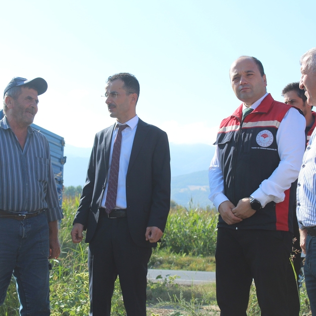 Pazar ilçesinde ayçiçeği hasadı başladı