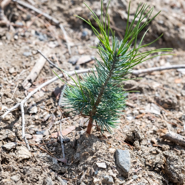 İzmir Yamanlar'da yanan ormanlık alanda ağaçlandırma çalışmaları sürüyor