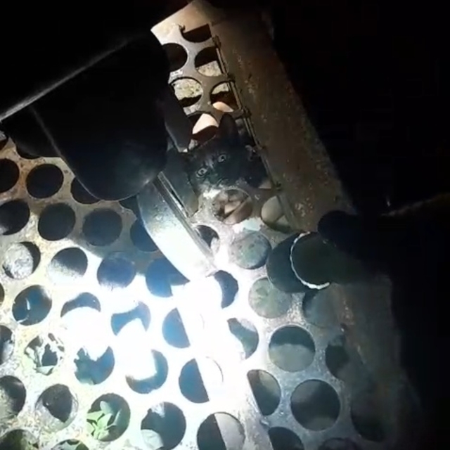 Mazgaldan kurtarılan yavru kediye 'Mazgal' adı verildi