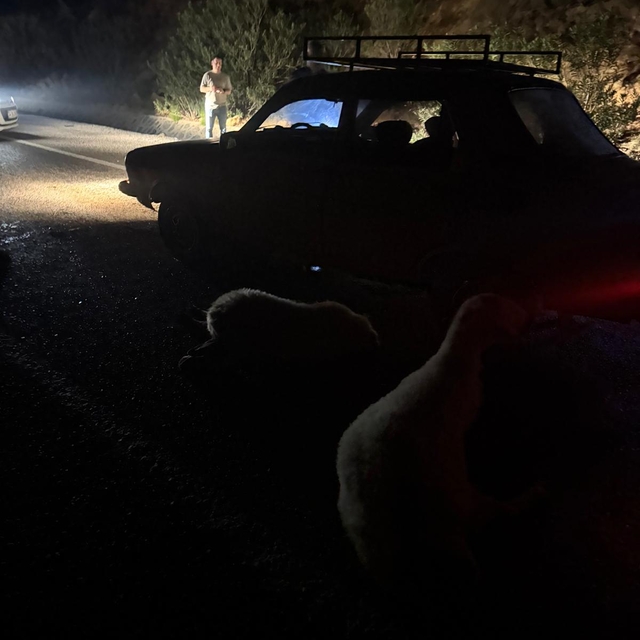 Adana'da otomobilin çarptığı sürüdeki 8 koyun telef oldu