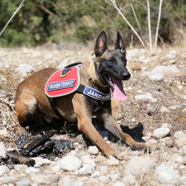 Jandarma köpeği 'Hane', orman yangınlarında kundaklama tespitinde görev yap...