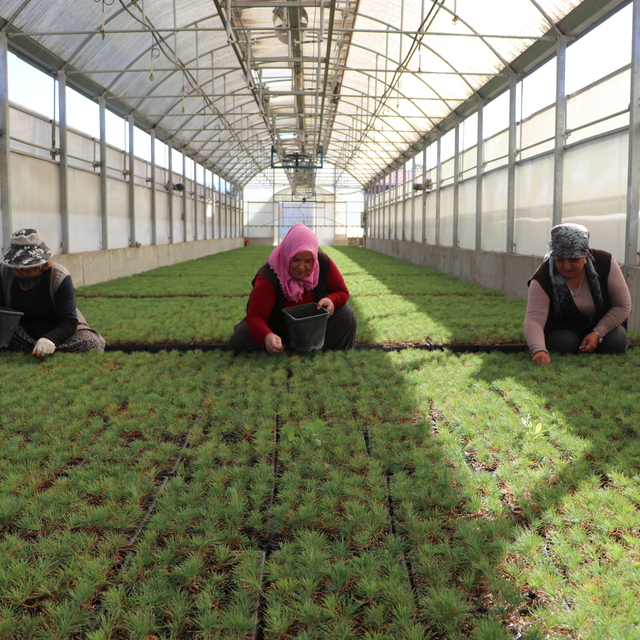 Kayseri'de yetiştirilen fidanlar, yanan orman alanlarını yeşertecek