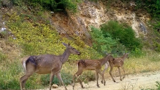 İki farklı kızılgeyik ailesi, Bursa ormanlarında