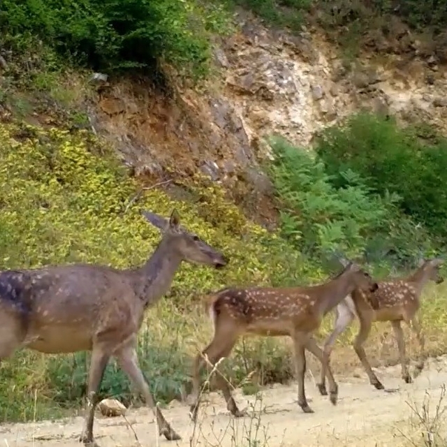 İki farklı kızılgeyik ailesi, Bursa ormanlarında