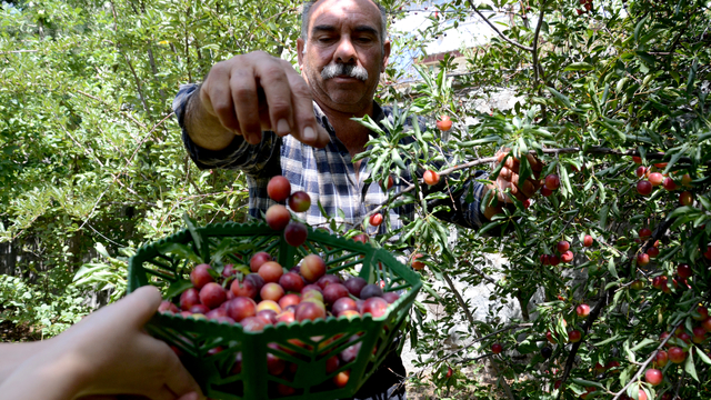 Sarıkamış'ta meyve ağaçlarında verim arttı