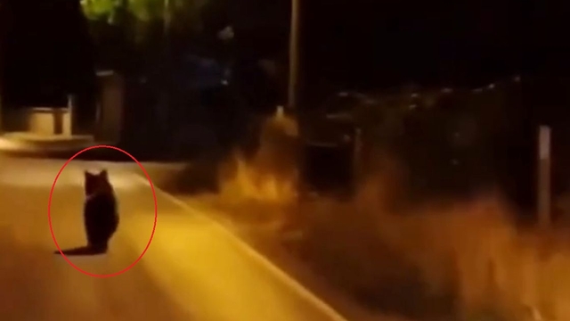 Köye inen ayı otomobilden koşarak kaçtı; o anlar kamerada