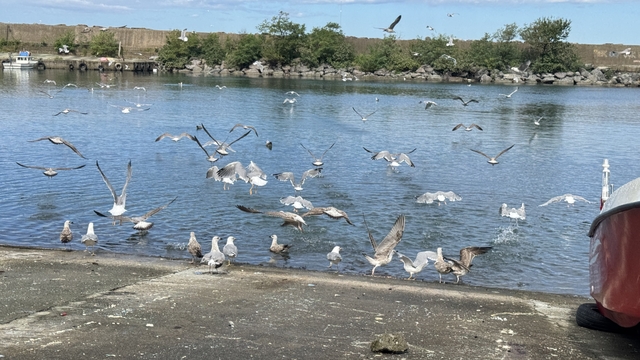 Artvin'li balık ustası 30 yıldır aynı yerde balık artıklarıyla martıları besliyor