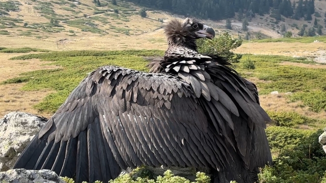 Bitkin bulunan kara akbaba, tedavisinin ardından doğaya salındı