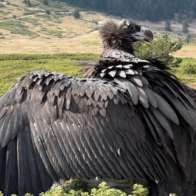Bitkin bulunan kara akbaba, tedavisinin ardından doğaya salındı