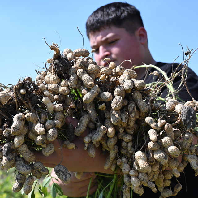 Osmaniye'nin tescilli yer fıstığında hasat mesaisi başladı