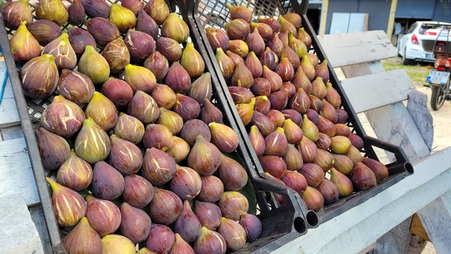 Samsun'un Tekkeköy ilçesinde "mor patlıcan inciri"nin hasadı sürüyor