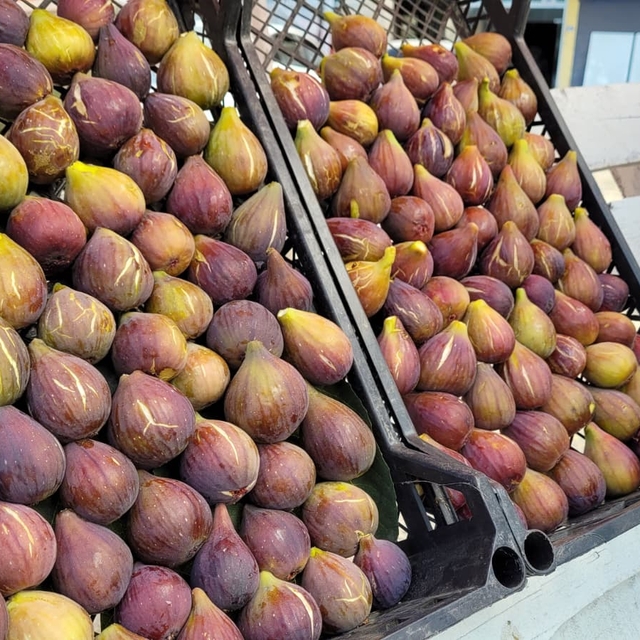 Samsun'un Tekkeköy ilçesinde "mor patlıcan inciri"nin hasadı sürüyor