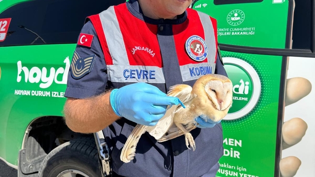 Batman'da jandarmanın yaralı halde bulduğu peçeli baykuş tedaviye alındı