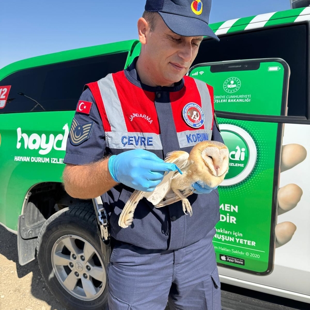 Batman'da jandarmanın yaralı halde bulduğu peçeli baykuş tedaviye alındı