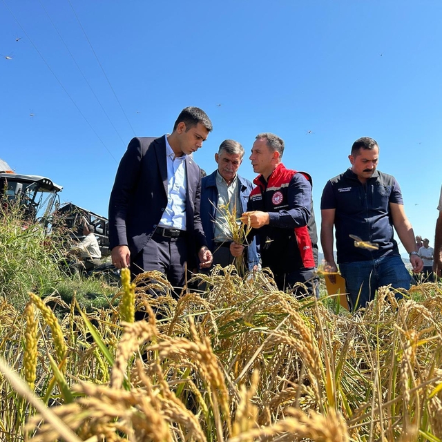 Çorum'un Kargı ilçesinde çeltik hasadı başladı