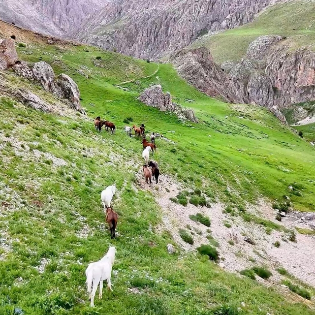 Munzur Dağları'ndaki yılkı atları dron ile görüntülendi
