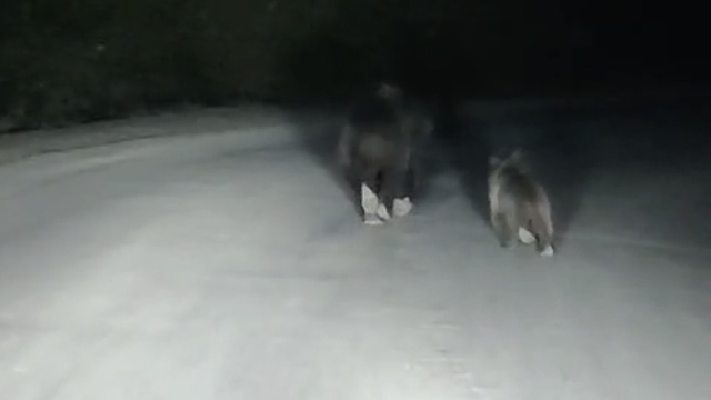 Yola inen bozayı ve yavrusu kamerada