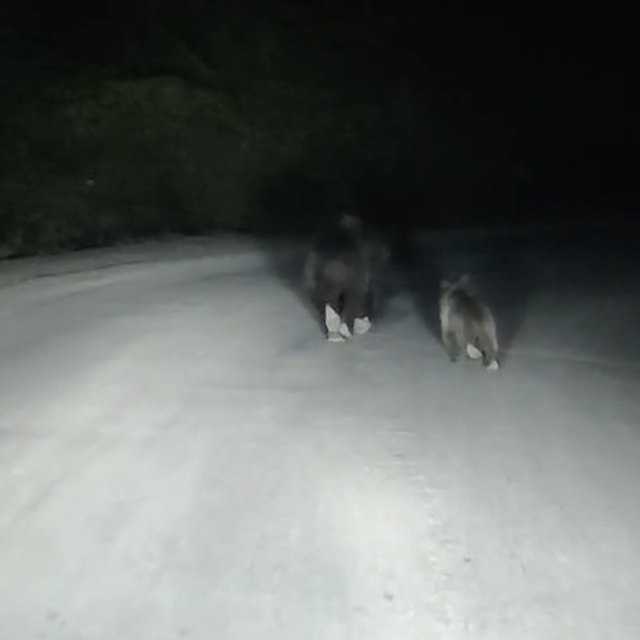 Yola inen bozayı ve yavrusu kamerada
